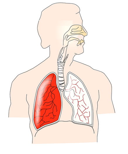 human lungs chest